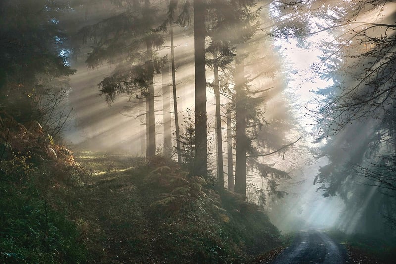 The Enchanted Forest